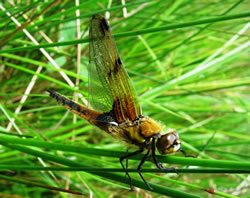 Dragonfly at Foxglove Covert Local Nature Reserve