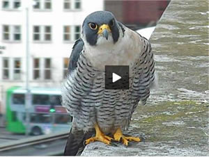 Peregrine falcon