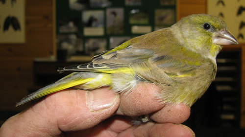 Greenfinch ringed at Foxglove LNR