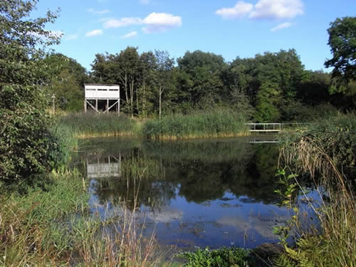 The lake at Foxglove Covert LNR copyright Foxglove Covert